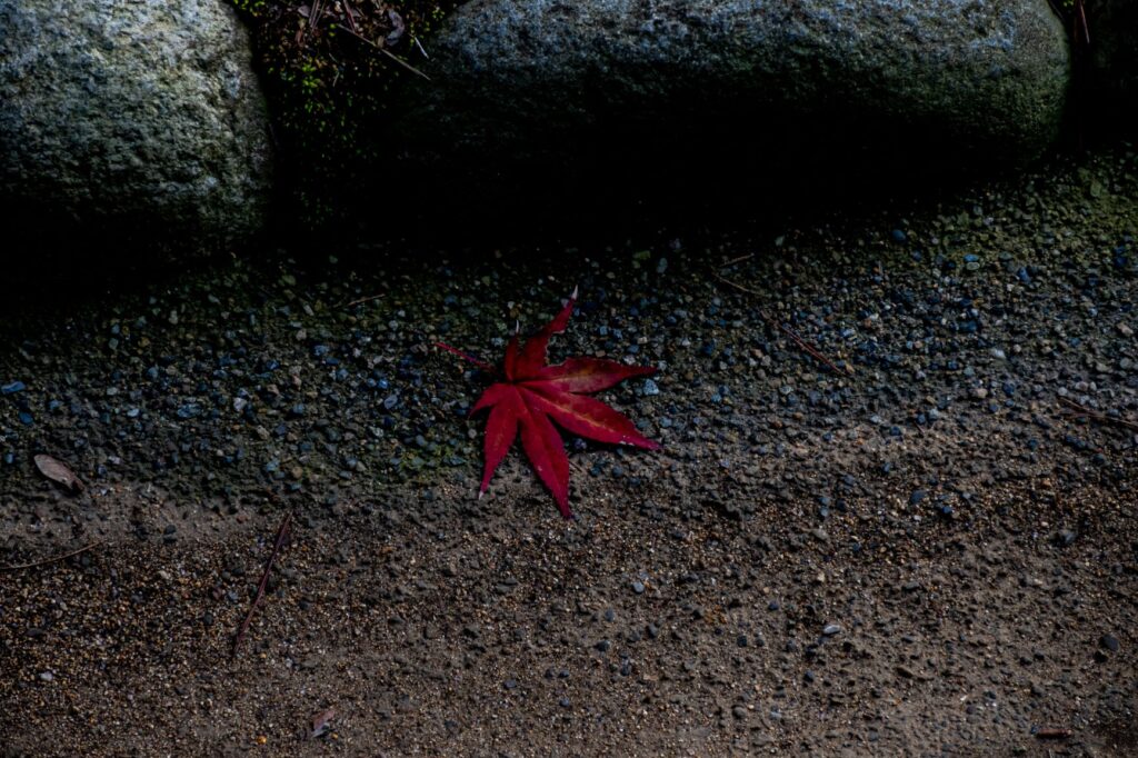 高山陣屋紅葉の庭園
