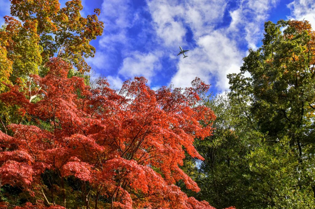 東山動植物園紅葉