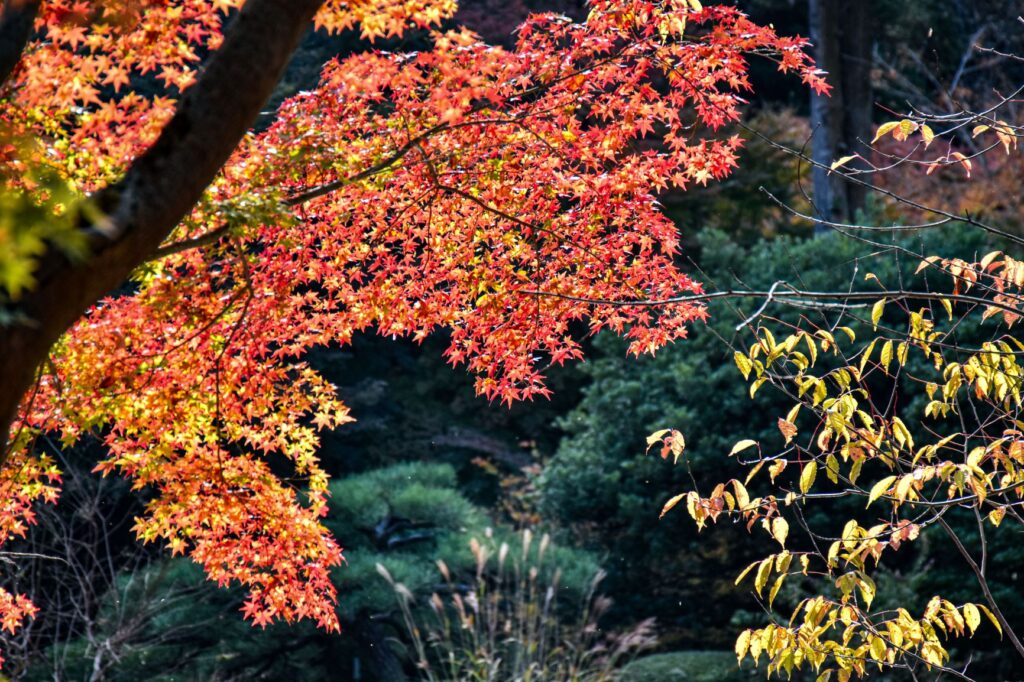 東山動植物園紅葉