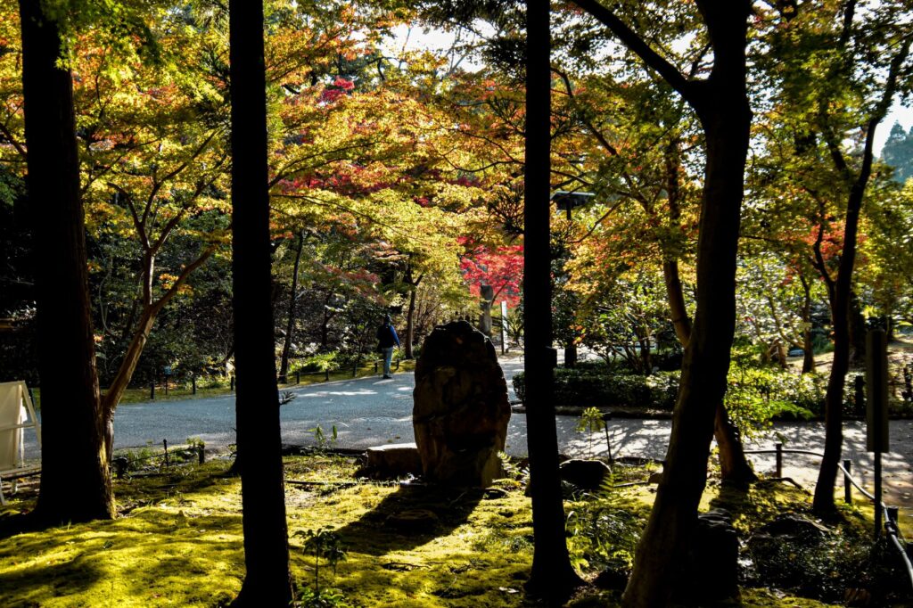 東山動植物園紅葉