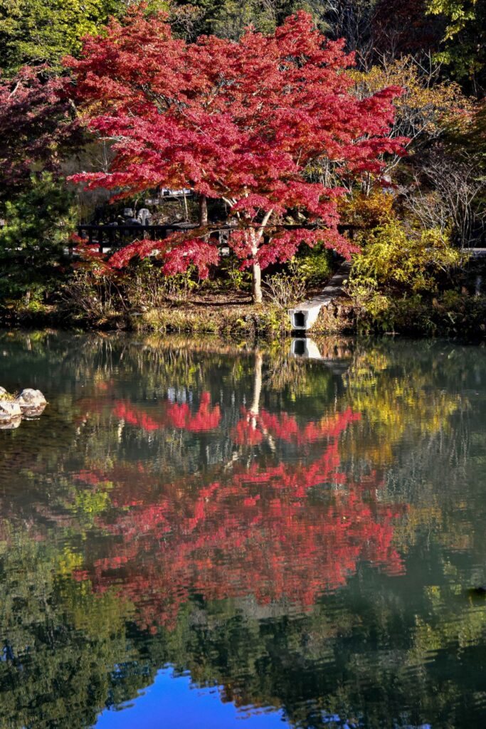 東山動植物園紅葉