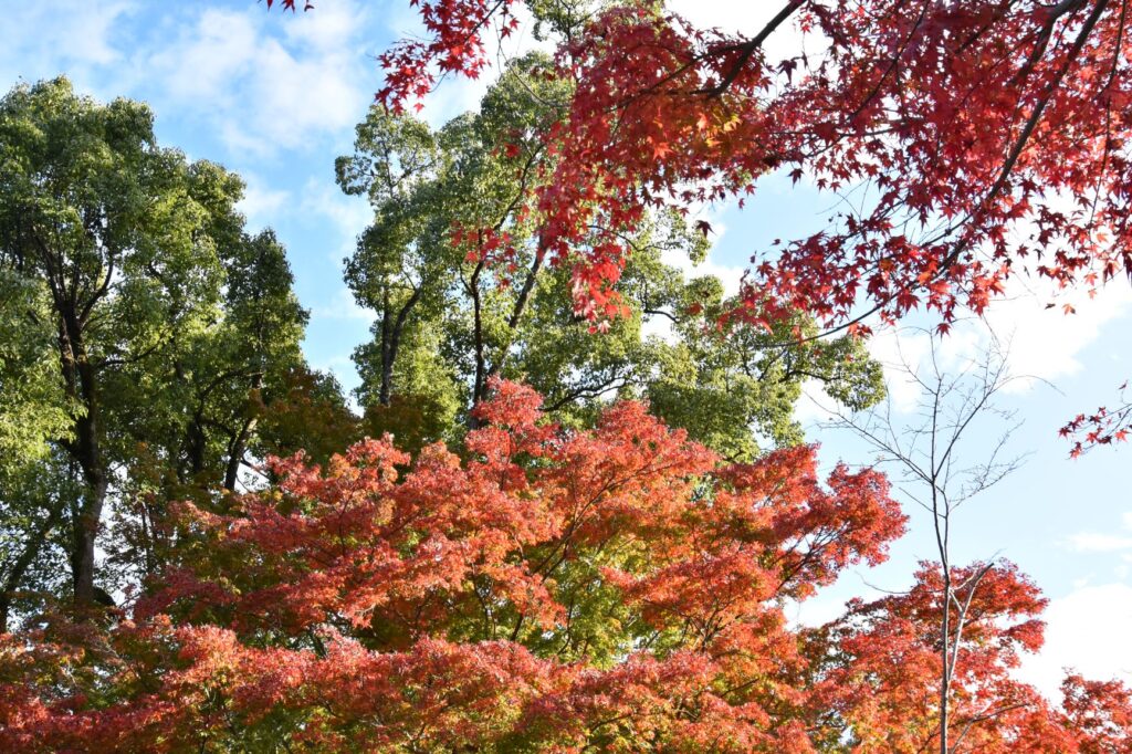 東山動植物園紅葉