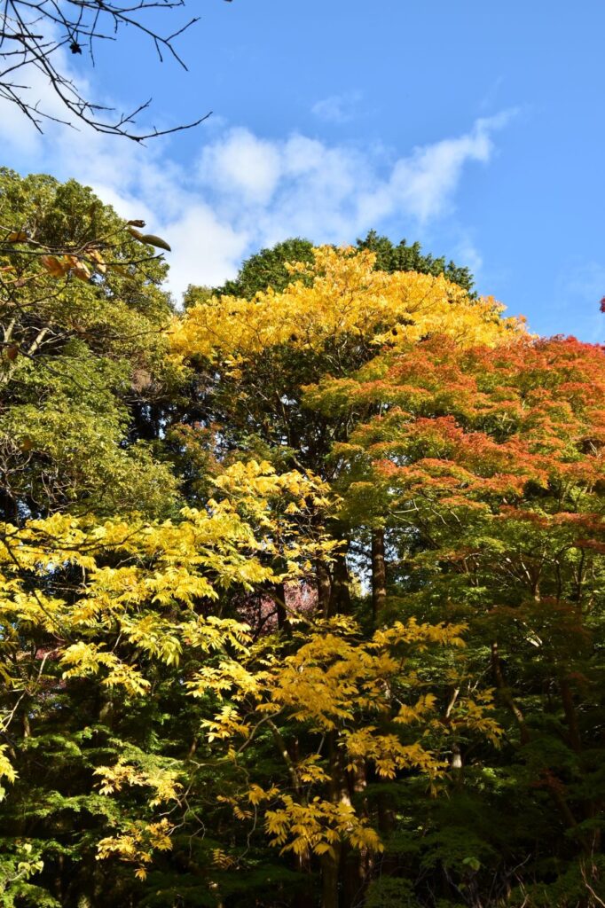 東山動植物園紅葉