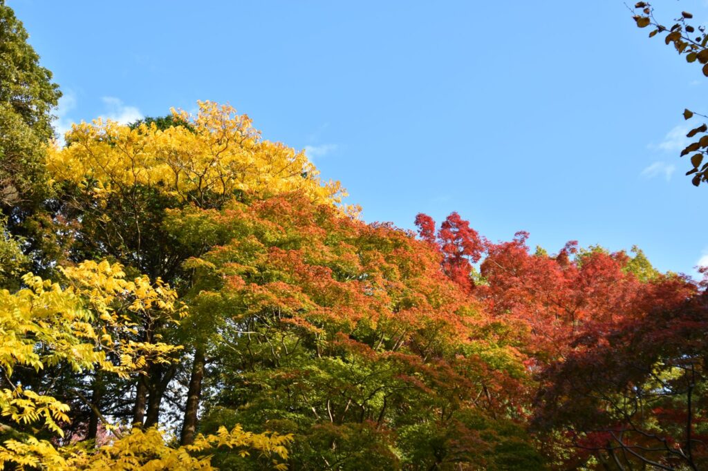 東山動植物園紅葉