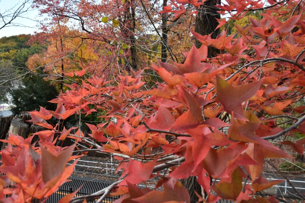 東山動植物園紅葉