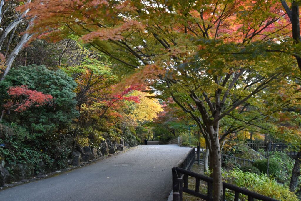 東山動植物園紅葉