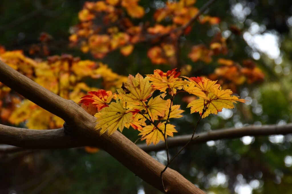 東山動植物園紅葉カエデ