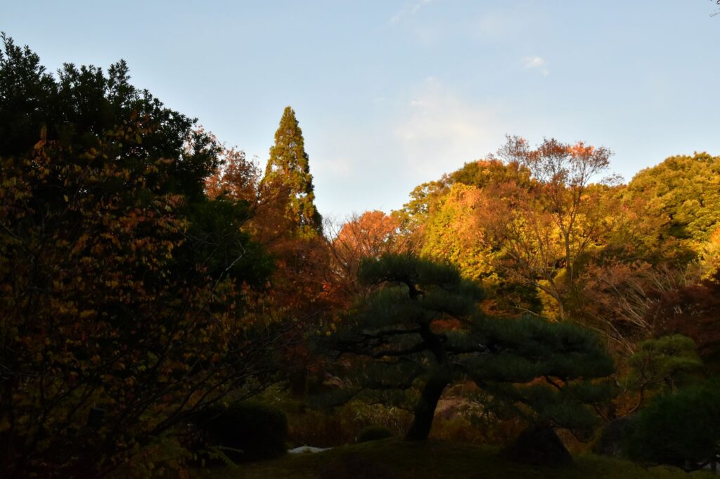 東山動植物園紅葉