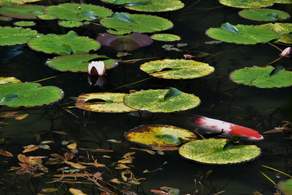 モネの池睡蓮の開花