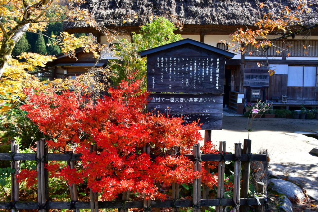 白川郷明善寺庫裡の紅葉
