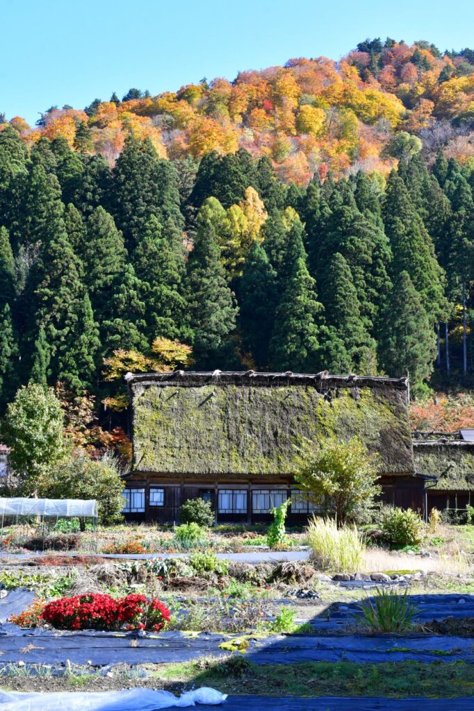 白川郷 合掌造りと山の紅葉