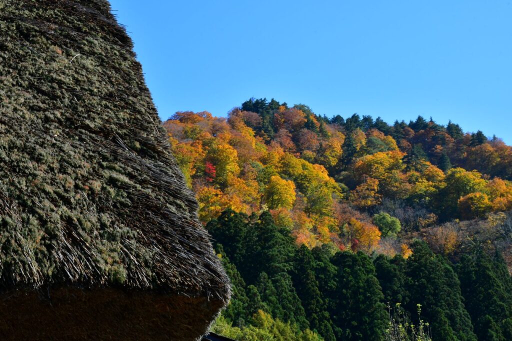 白川郷 茅葺き越しに見る山の紅葉