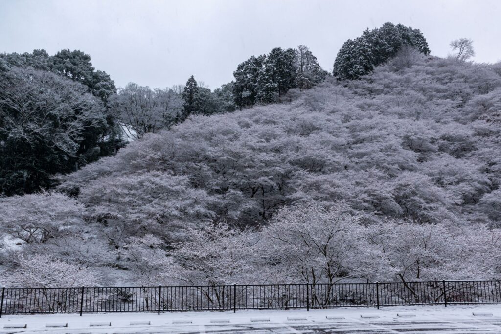 雪の四季桜の里