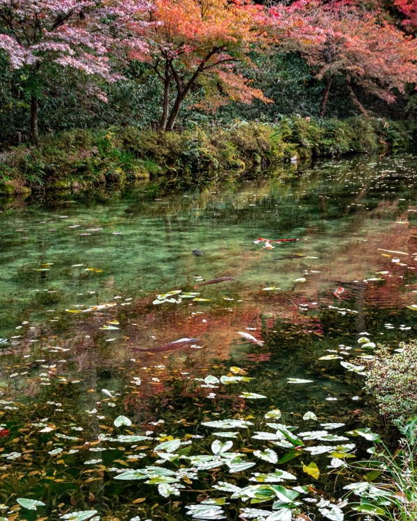 モネの池と紅葉