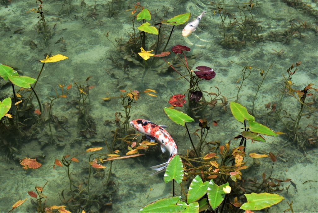 モネの池の鯉