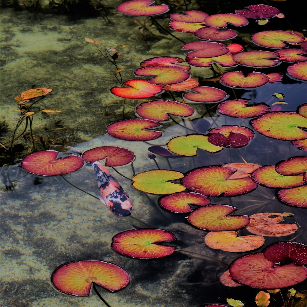 モネの池睡蓮の紅葉