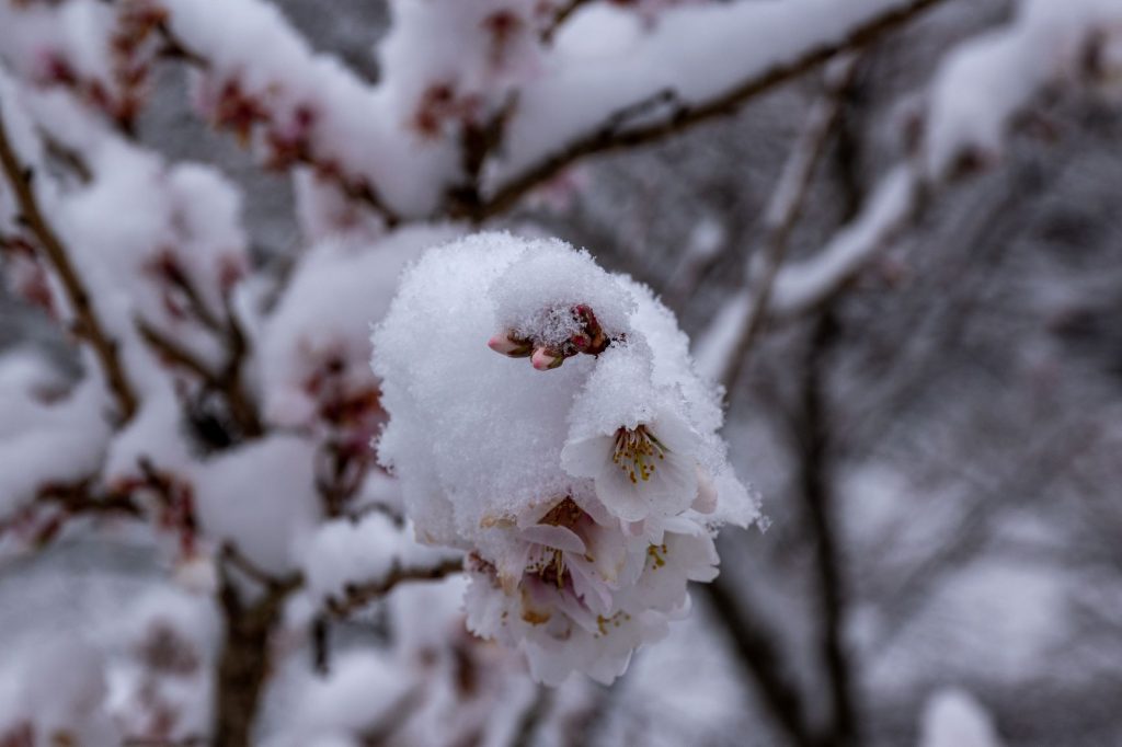 雪の川見四季桜つぼみ