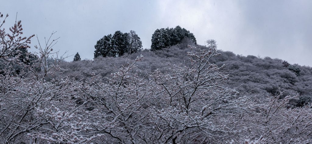 雪の川見四季桜パノラマ