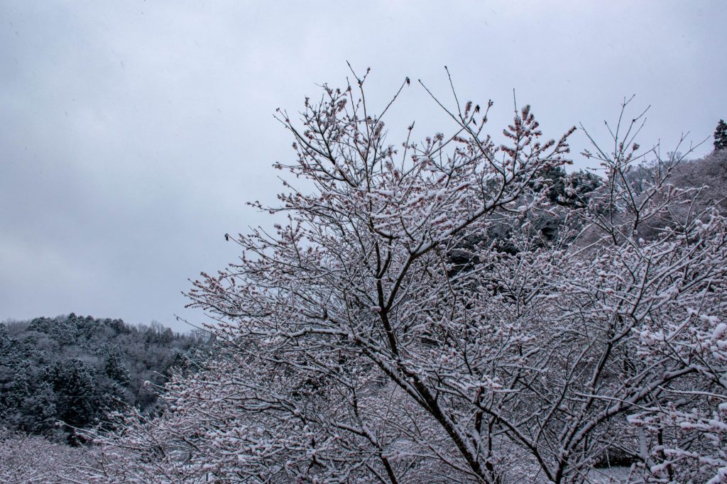 雪の川見四季桜