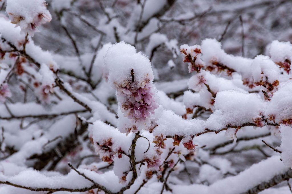 雪の川見四季桜の花