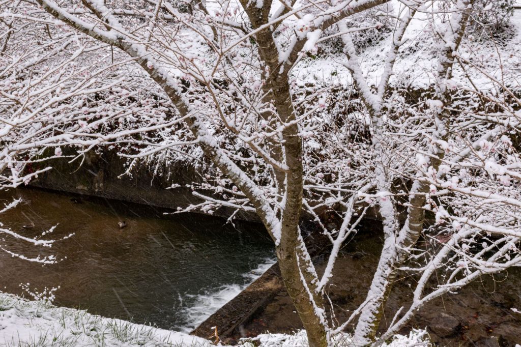 雪の川見四季桜と鴨