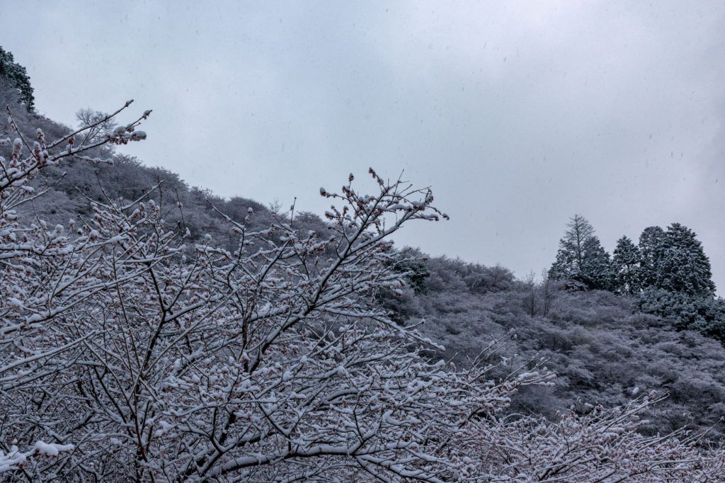 雪の川見四季桜