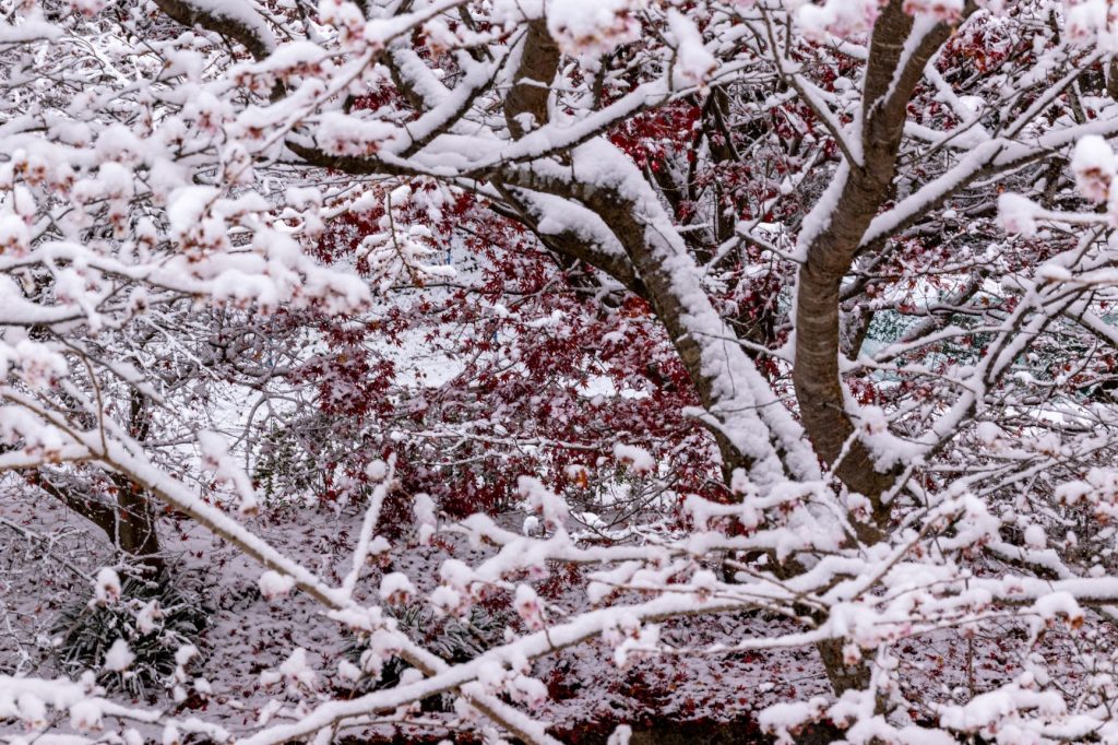 雪の四季桜と紅葉