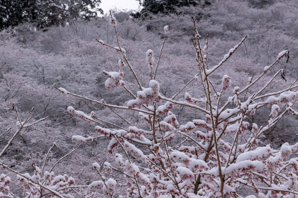 雪の四季桜のグラデーション